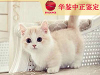 资阳猫类动物鉴定