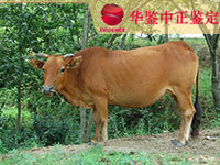 资阳牛类动物鉴定