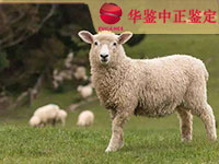 资阳羊类动物鉴定